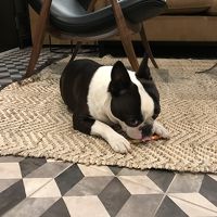 ホテル F6 のマスコット犬