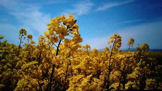 黄色のじゅうたん