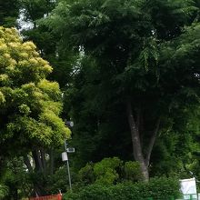 気持ち良い緑は残ってます！