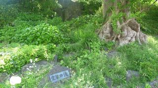 富士山の噴火活動の一部を見る