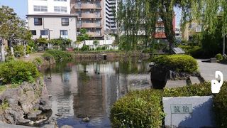 池の透明度は高い