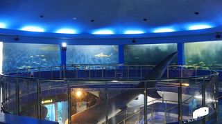 相模湾と三浦半島の自然を学べるスポット