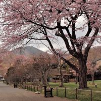 園地側から中庭を見ています。正面は紋別岳