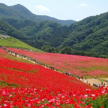 通路を挟んで赤多めの花畑とピンク多めの花畑に分かれていた