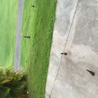 野良？ニワトリもいました。