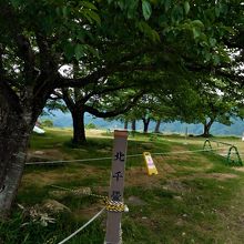 桜の木が多い北千畳