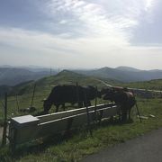 のどかな気持ちのよい高原