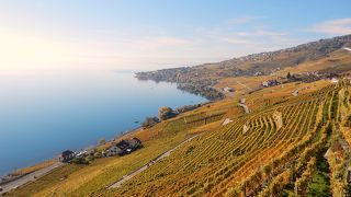 黄金色に輝く、世界遺産「ラヴォー地区の葡萄畑」