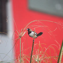 コシグロキンパラ