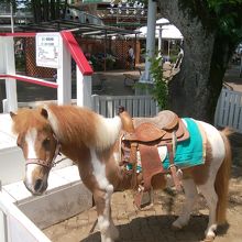 ロバにのれます。500円です