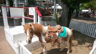 ロバにものれます