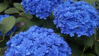 アジサイ苑がキレイ