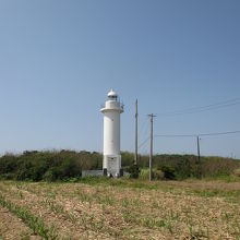 畑から青空にニョッキリ