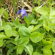 展望台わきに咲くミヤマオダマキ