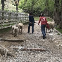 羊ファミリーが普通に道を移動していました・・・