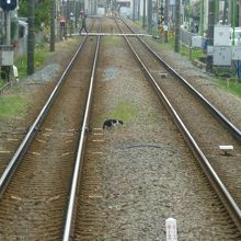 住宅地をのんびり走行します。あっ線路内に猫が!!!