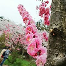 円山公園の桜