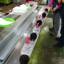 大きなエゾムラサキウニ