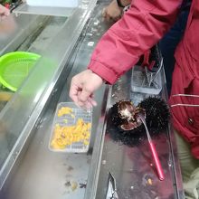 殻から取り出したウニの身