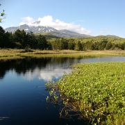 低地にある珍しい高層湿原の南浜湿原