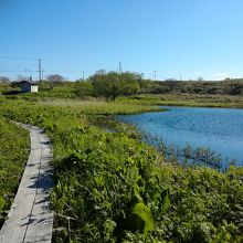 木道が整備された遊歩道