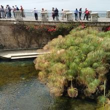 パピルスが茂る
