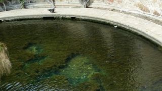 パピルスが茂る