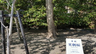 桜の木です＾＾；