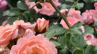 米軍基地を眺められるバラの美しい公園