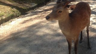 奈良公園の鹿