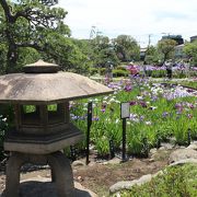 ６月１日、花菖蒲が見頃です