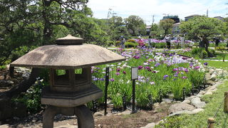 ６月１日、花菖蒲が見頃です