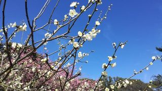 梅まつりの時期がおすすめです