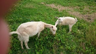 黒島の動物をギュッと詰め込んだ場所