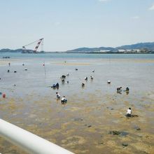 潮干狩りのお客さんがたくさんいました。