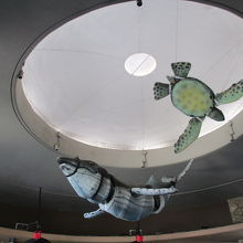 水族館の天井