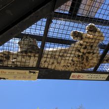 触りたくなりますが触ったら大変です！