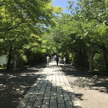 山門入ってからの新緑が目にしみます