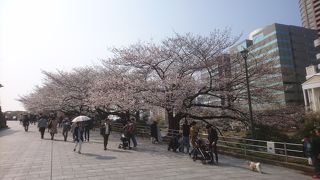 桜が見頃で美しかったです。