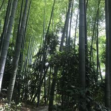 竹林の中