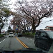 日光街道の桜並木 