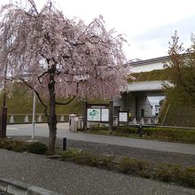 宇都宮城址公園の桜
