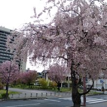 宇都宮城址公園