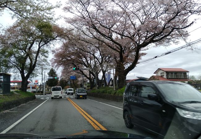 日光街道の桜並木 