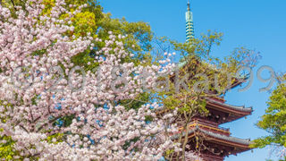 やっぱりサクラの時期はおススメ