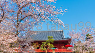 さくらの時期の寛永寺清水観音堂は超混雑していました。