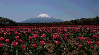 お花と富士山が綺麗に望めます