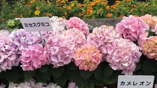 アジサイ祭り開催中！中島川沿いもアジサイで彩られていました