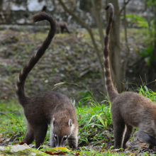 ハナグマがいます！