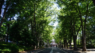 キャンパス入口に向かう並木